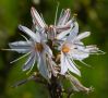 Cliquer sur la fleur pour afficher le circuit botanique
