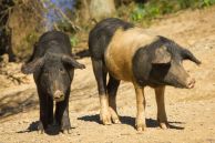 Cochons