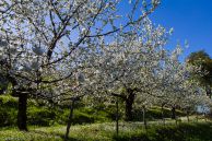 Cerisiers en fleurs